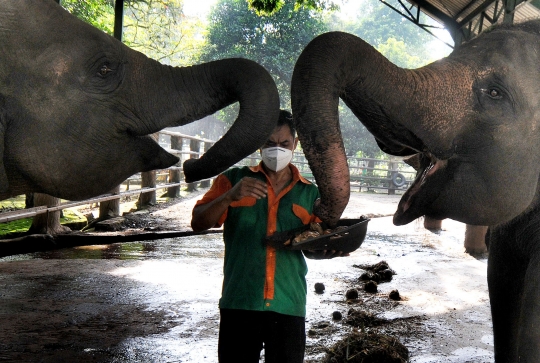 Tingkah Lucu Orangutan dan Gajah di Ragunan Kala Pandemi