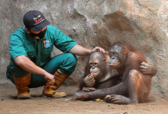 Tingkah Lucu Orangutan dan Gajah di Ragunan Kala Pandemi