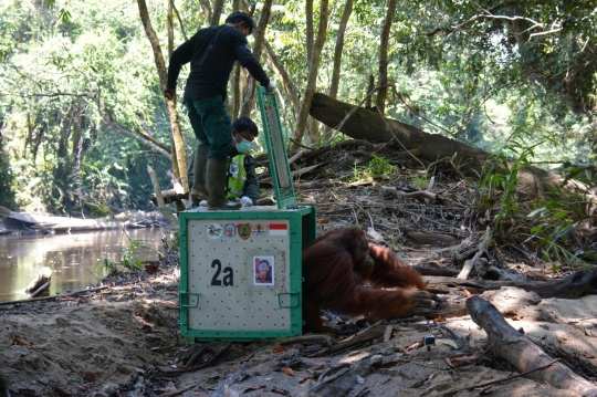 Pelepasliaran Orangutan di Hutan Kalimantan dengan Protokol Kesehatan