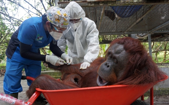 Pelepasliaran Orangutan di Hutan Kalimantan dengan Protokol Kesehatan