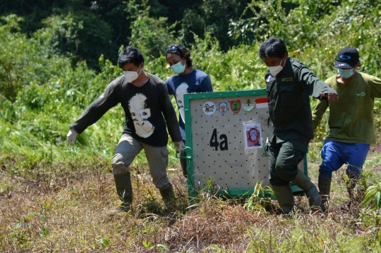 Pelepasliaran Orangutan di Hutan Kalimantan dengan Protokol Kesehatan