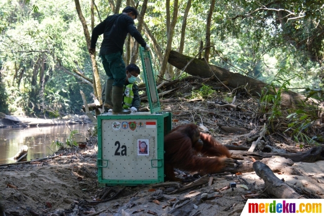 Strada, orangutan berusian 19 tahun saat saat dilepasliarkan oleh petugas di Hutan Lindung Bukit Batikap di Kabupaten Murung Raya, Provinsi Kalimantan Tengah pada (16/2/2021) lalu. Yayasan Borneo Orangutan Survival Foundation (BOSF) bersama BKSD Kalteng melepasliarkan 7 orangutan dari Pusat Rehabilitasi Orangutan Nyaru Menteng ke Hunan Lindung Bukit Batikap.