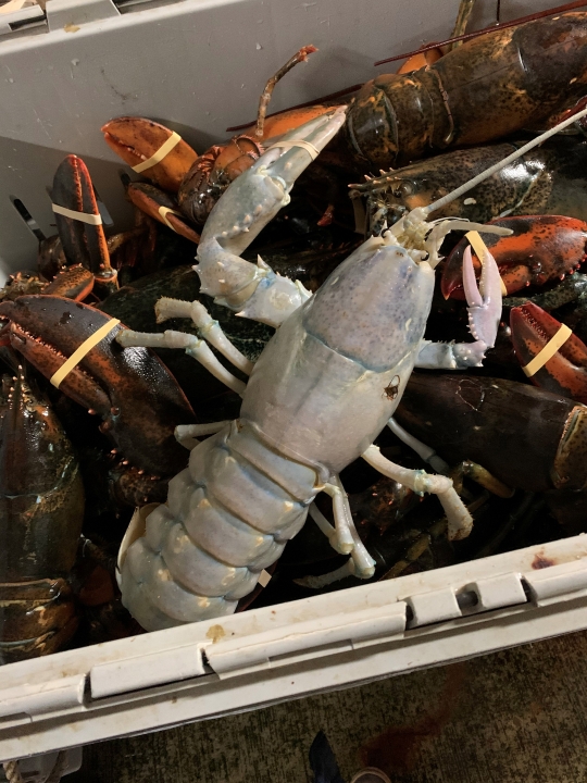 Penampakan Lobster Albino Langka