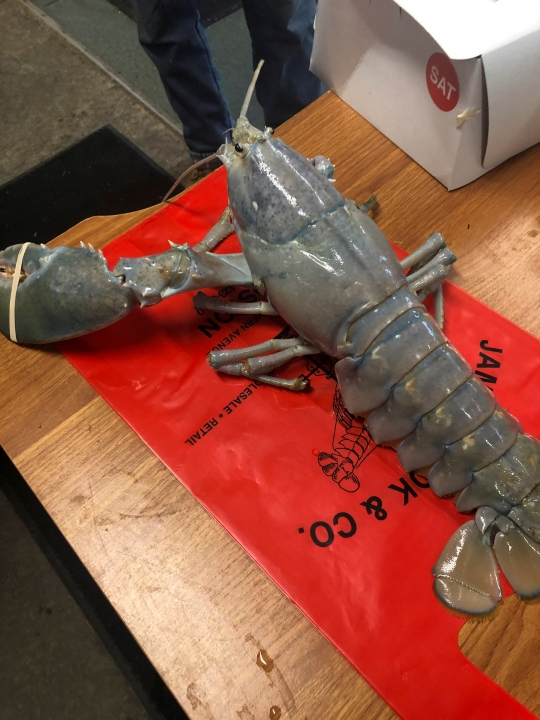 Penampakan Lobster Albino Langka