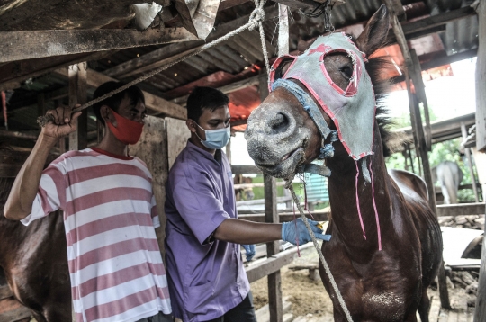 Pemeriksaan Kesehatan Kuda Delman di Masa Pandemi