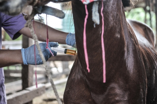 Pemeriksaan Kesehatan Kuda Delman di Masa Pandemi