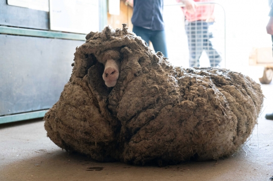 Kasihan, Domba Liar Ini Punya Bulu Seberat 35 Kg