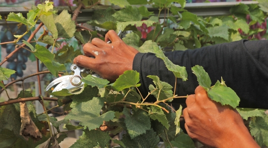 Menengok Kebun Anggur di Ibu Kota