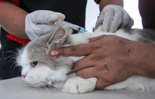 Ratusan Hewan Peliharaan di Tangerang Disuntik Vaksin Antirabies