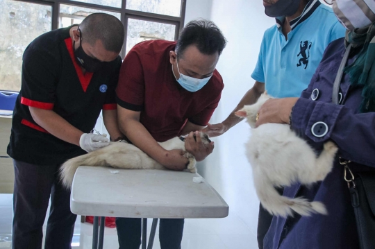 Ratusan Hewan Peliharaan di Tangerang Disuntik Vaksin Antirabies
