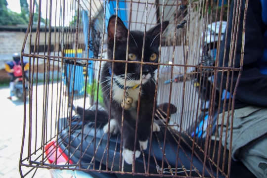 Ratusan Hewan Peliharaan di Tangerang Disuntik Vaksin Antirabies