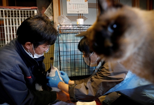 Kisah Penyelamat Kucing di Zona Terlarang Fukushima