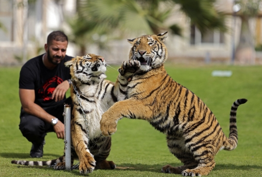 Menengok Kebun Binatang Pribadi Milik Orang Kaya Uni Emirat Arab