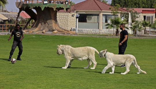 Menengok Kebun Binatang Pribadi Milik Orang Kaya Uni Emirat Arab