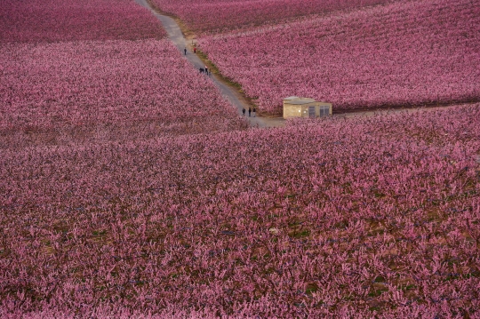 Keindahan Hamparan Bunga Persik yang Bermekaran di Spanyol