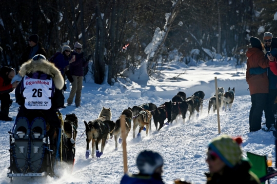 Aksi Anjing-Anjing Balap Alaska Tempuh Ribuan Kilometer di Iditarod