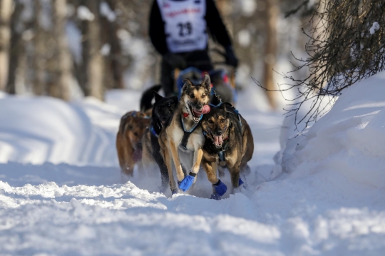 Aksi Anjing-Anjing Balap Alaska Tempuh Ribuan Kilometer di Iditarod