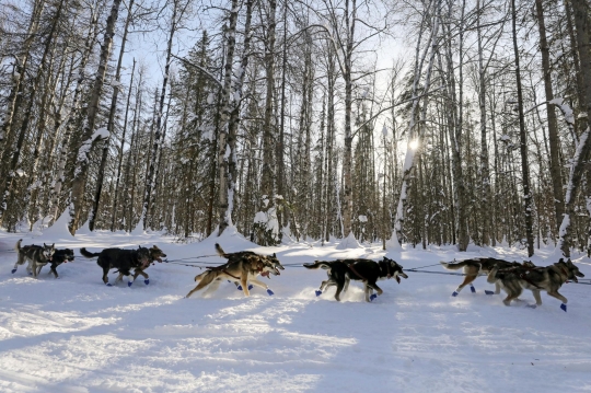 Aksi Anjing-Anjing Balap Alaska Tempuh Ribuan Kilometer di Iditarod