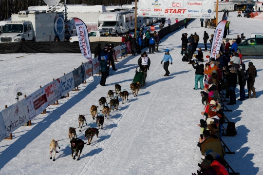 Aksi Anjing-Anjing Balap Alaska Tempuh Ribuan Kilometer di Iditarod