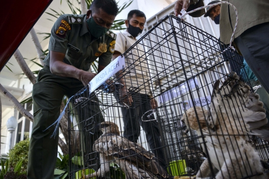 BKSDA Amankan Burung-Burung Langka dari Rumah Dinas Gubernur Aceh