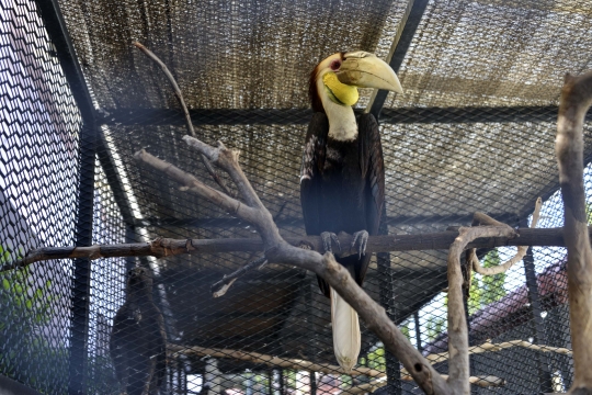 BKSDA Amankan Burung-Burung Langka dari Rumah Dinas Gubernur Aceh