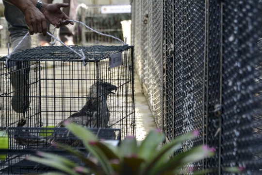 BKSDA Amankan Burung-Burung Langka dari Rumah Dinas Gubernur Aceh