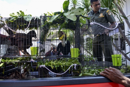 BKSDA Amankan Burung-Burung Langka dari Rumah Dinas Gubernur Aceh