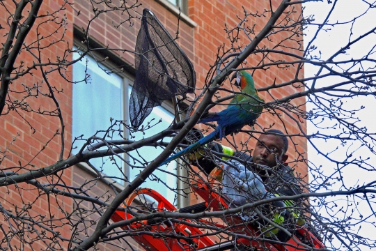 Aksi Pemadam Kebakaran AS Selamatkan Burung Macaw