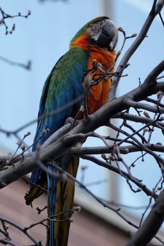 Aksi Pemadam Kebakaran AS Selamatkan Burung Macaw