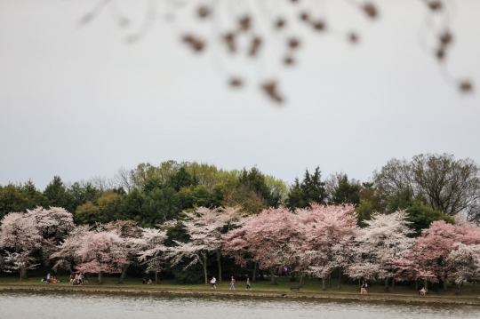 Pesona Sakura di Tidal Basin