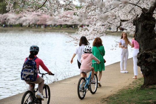 Pesona Sakura di Tidal Basin