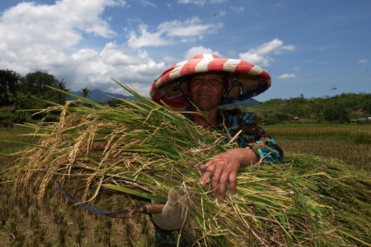 Alokasi KUR Petani