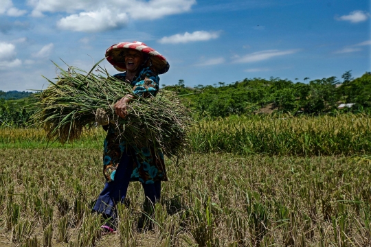 Alokasi KUR Petani