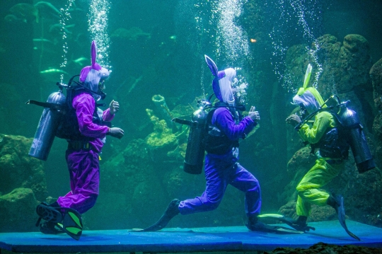 Teatrikal Rabbit Underwater Show di Sea World