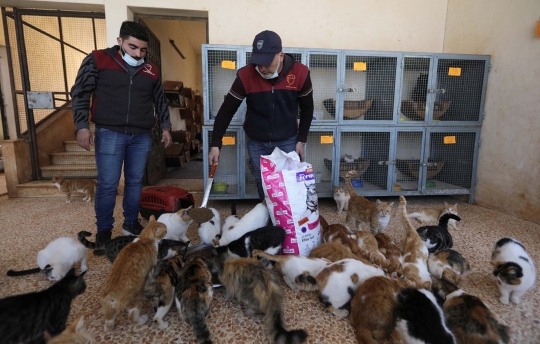 Menengok Penampungan 1.000 Kucing Korban Perang di Suriah