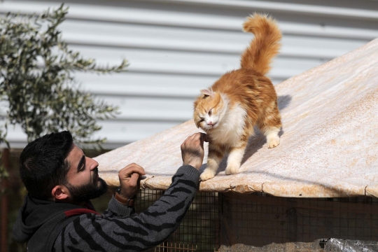 Menengok Penampungan 1.000 Kucing Korban Perang di Suriah