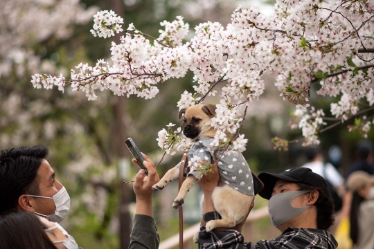 Keindahan Sakura di Taman Inokashira