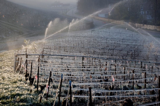 Cara Unik Petani Prancis Melindungi Kebun Anggur