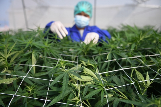 Melihat Kebun Ganja Pertama di Thailand