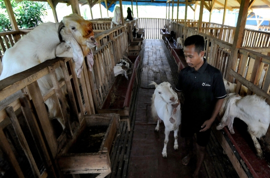 Geliat Budidaya Kambing Etawa yang Tak Kenal Krisis Pandemi