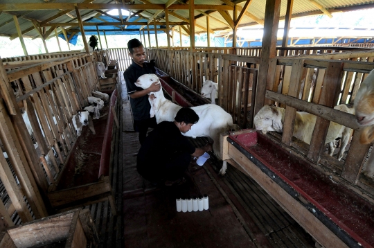 Geliat Budidaya Kambing Etawa yang Tak Kenal Krisis Pandemi