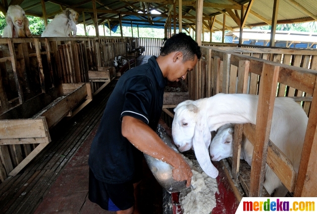 Foto Geliat Budidaya Kambing Etawa Yang Tak Kenal Krisis Pandemi Merdeka Com