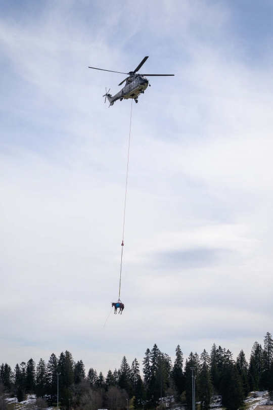 Cara Tentara Swiss Angkut Kuda dengan Helikopter