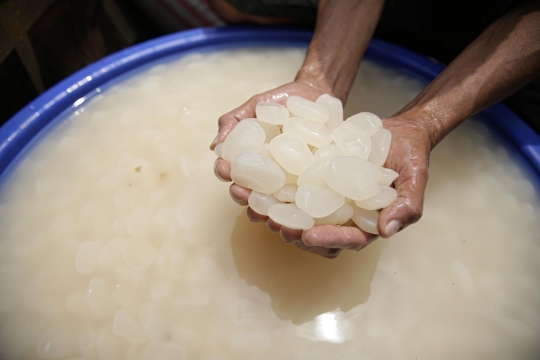 Bulan Ramadan, Kolang-Kaling Mulai diburu