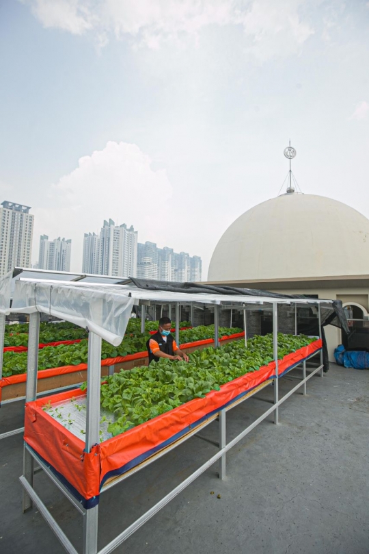 Memanfaatkan Atap Masjid untuk Bertanam Sayuran Hidroponik