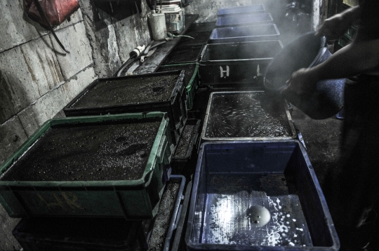Geliat Industri Cincau Hitam di Masa Pandemi