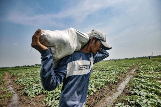 Panen Rupiah dari Blewah