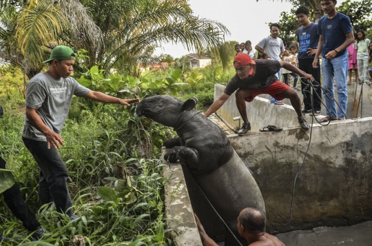 Upaya Penyelamatan Tapir Terjebak di Kolam Ikan Warga