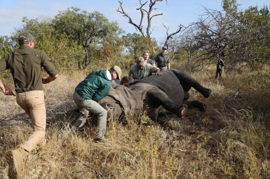 Cula Badak di Afrika Dipotong untuk Cegah Perburuan Liar