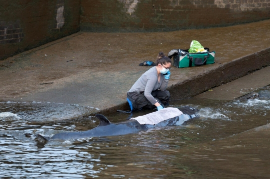 Penyelamatan Paus Kecil Terdampar di Sungai London